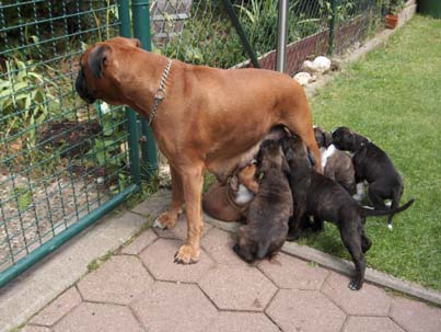 Boxerzwinger vom Asseblick - I-Wurf